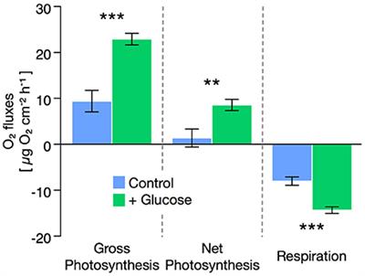 Stimulated Respiration and Net Photosynthesis in Cassiopeia sp. during Glucose Enrichment Suggests in hospite CO2 Limitation of Algal Endosymbionts